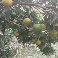 نارنگی کلمانتین|خوردنی و آشامیدنی|سورک, |دیوار