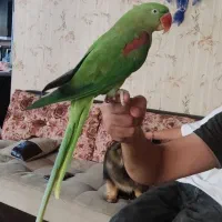 شاه طوطی ماده ۴ساله