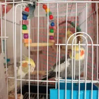 عروس هلندی ۳ تا