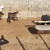 بز کهره دار فروشی|حیوانات مزرعه|آباده, |دیوار