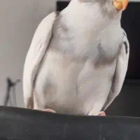 عروس هلندی نر بالغ