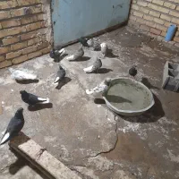 کفتر|پرنده|ساوه, |دیوار