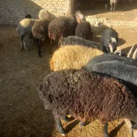 بز  و بره و میش همه فروشی|حیوانات مزرعه|جوادآباد, |دیوار