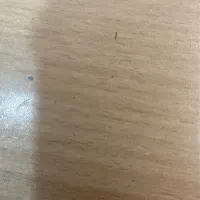 استخدام منشی خانم