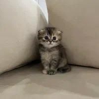 گربه بریتیش اسکاتیش|گربه|تهران, منیریه|دیوار