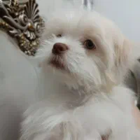 سگ پودل کراس