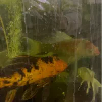 ماهی کوی باله بلند مولد