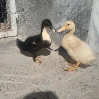 مرغابی اردک