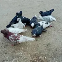 ۱۰ تا کبوتر|پرنده|مینودشت, |دیوار
