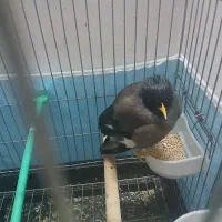 مرغ مینا|پرنده|سبزوار, امیر کبیر|دیوار