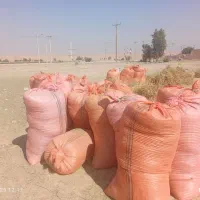 کاه ماش|عمده‌فروشی|اندیمشک, |دیوار