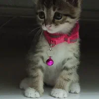 واگذاری گربه