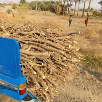 فروش چوب مرکبات جنوب|خدمات باغبانی و درختکاری|حور, |دیوار