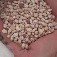 لوبیا چیتی بوجاری شده
