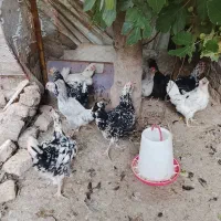 مرغ گلین