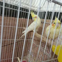 عروس هلندی|پرنده|رامشیر, |دیوار