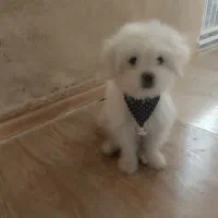 سگ پاپی ریز آپارتمانی فروشی|سگ|نجف‌آباد, امیرآباد|دیوار