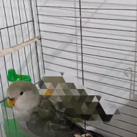 طوطی برزیلی|پرنده|بهار, |دیوار