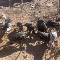 فروش بوقلمون، اردک و مرغ محلی اصل