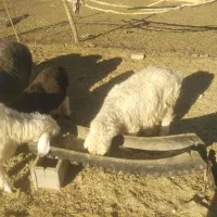 تعداد 20 راس بره سبک نرو ماده