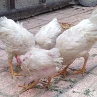 ۴ تا جوجه بزرگ شده
