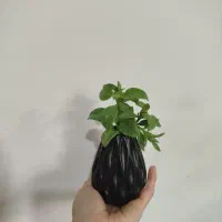 گلجای قلبی با شیشه ،گلدان دونات چروک و گلدان موج|صنایع دستی و سایر لوازم تزئینی|شاهین‌شهر, کوی مهدیه|دیوار