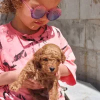 فروش توی پودل رد حرفه ای و اصیل