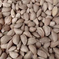 بادام مرغوب امسال مامایی. ربیعی.پوست نازک.تلخ|خدمات باغبانی و درختکاری|اصفهان, برازنده|دیوار