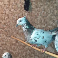 یک عدد قفس بزرگ با چندتا کبوتر|پرنده|سرپل ذهاب, |دیوار