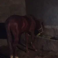 دو عدد اسب نر در عجب شیر|حیوانات مزرعه|عجب شیر, |دیوار