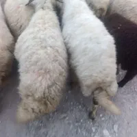 8راس گوسفند جوان