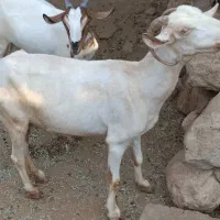 فروش بز بایک کهره|حیوانات مزرعه|فین, |دیوار