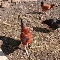 مرغ و خروس|حیوانات مزرعه|سلطانیه, |دیوار