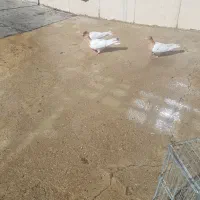 با سلام چندجوفت شونی دوم سفید کلی ودومی|پرنده|اشترینان, |دیوار