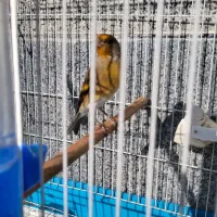 سهره قناری دو لبه خون|پرنده|کوهدشت, |دیوار