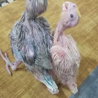 جوجه عروس هلندی سرلاکی|پرنده|خمینی‌شهر, |دیوار