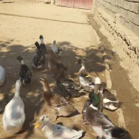 سلام غاز دورگه اردک یه عدد 400 خروس دورگه سرحال|حیوانات مزرعه|چگنی, |دیوار