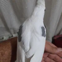 عروس هلندی|پرنده|تهران, دولاب|دیوار