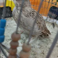 پرنده|پرنده|مشگین شهر, |دیوار