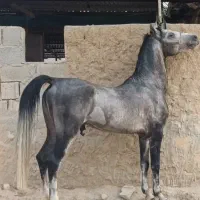 نریون کورد|حیوانات مزرعه|شیراز, آزادگان|دیوار