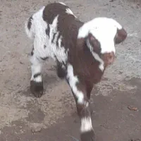 خرید فروش بزغاله وبره شیری.