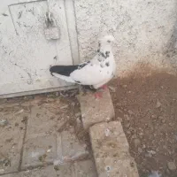 کبوتر ماده دم سیاه|پرنده|شیراز, تل حسین‌آباد|دیوار