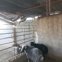 کوهه قوچ|حیوانات مزرعه|شیراز, کوشک میدان|دیوار