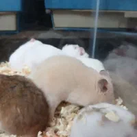 همستر های خوش رنگ|موش و خرگوش|کرج, کرج نو|دیوار