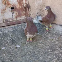 25 تا کبوتر بزن پرشی