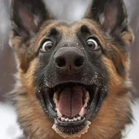 آموزش سگ - مربی سگ - تربیت سگ - رفتار شناس سگ