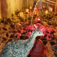 فروش جوجه بوقلمون ۱ماه برنز اصل (سنگین وزن)