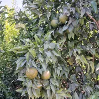 درخت فروشی در پاکت|گل و گیاه طبیعی|خفر, |دیوار