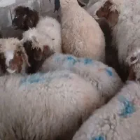 بره|حیوانات مزرعه|شوش, |دیوار