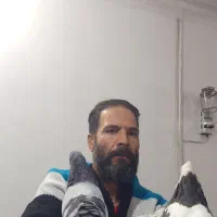 طوقی دستی دنبال موتور ماشین میاد|پرنده|شیراز, زرهی|دیوار